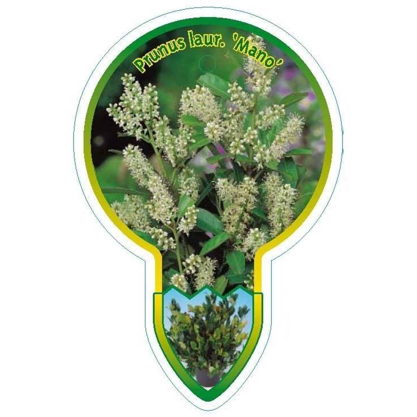 Lagerkörsbär – Prunus laurocerasus 'Mano' - 80 CM Stem C5